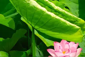 【豫晋行】之二：栾川路上~邂逅秋扒荷香小镇，再入清幽王府竹海图片