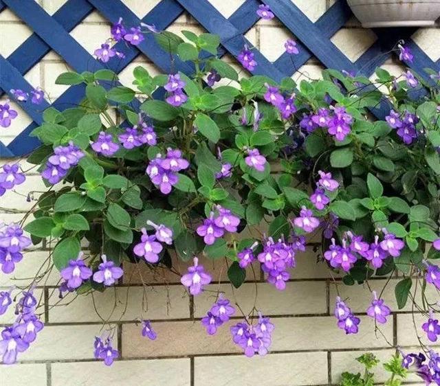 贝拉小蜜蜂草本身体乳