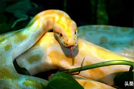 盘点平头哥的七彩“辣条”，褪下恐怖外衣，蛇类有多少种颜色？图片