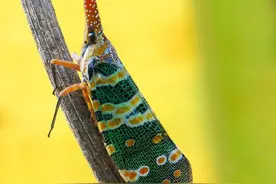 童年游戏之虫虫飞图片