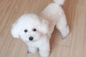 狗狗呕吐，如何辨别是否生病图片