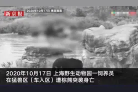 上海野生动物园熊袭人事件后恢复车入区：换食草动物为主 猛兽被移入玻璃房图片