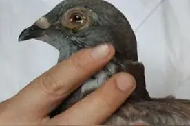 鸽子单眼伤风怎么治，小伙用自己的方法分享给大家图片