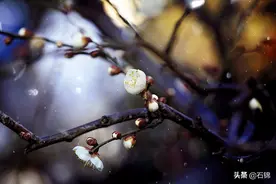 七首伤感诗词，催人泪下，愿你永远也不会读懂图片