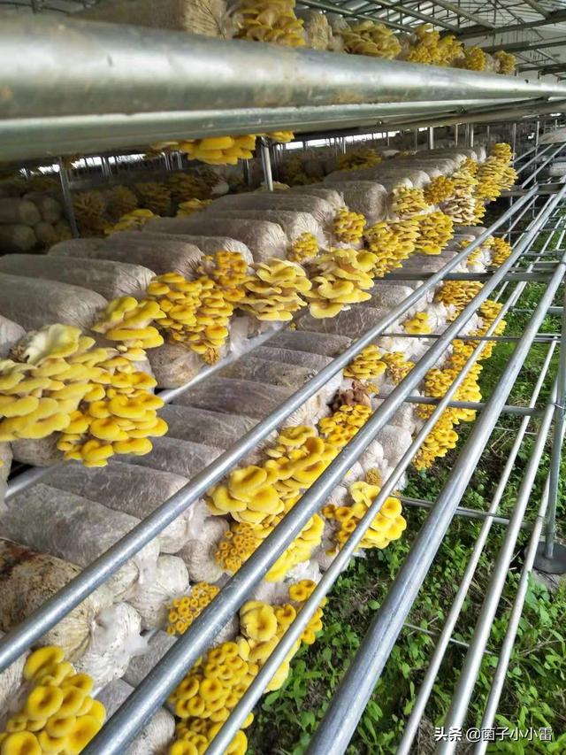 没想到，你是这样的渣渣——食用菌废弃菌渣的循环利用