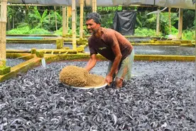 印度人养鱼场面太壮观了，密集恐惧症者勿入！不愧出口量世界第一图片