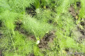 鲜美茴香惹人爱，春夏秋冬四季菜，三招追肥，帮助高产图片