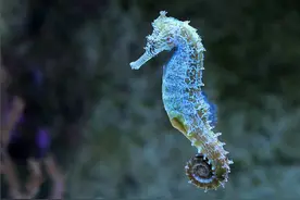 动物也有较为复杂的情感吗？图片