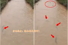 河鳗泛滥？漳州一小溪出现大量河鳗，被浑浊溪水呛晕，随手可捞图片