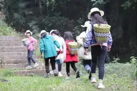 采春蔬 || 绵阳春日野菜采摘攻略来袭！让我们一起品味“舌尖上的春天”图片