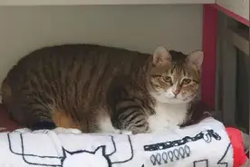 每天早上5点把猫叫醒是什么感受？不说了，我先去躲一躲图片