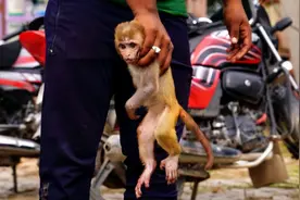 猴子要进化成人了？印度现“猴子杀人案”，扔砖头砸死过路男子图片