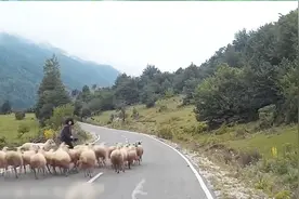 这只羊不知道怎么了把放牧人撞了两次视频封面