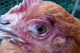 鸡肿头肿脸是什么病 鸡肿头肿脸用什么药图片