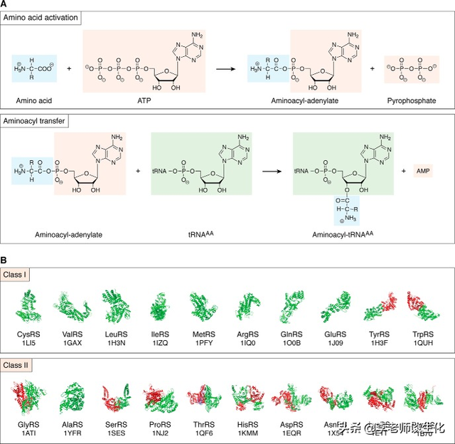 转运RNA与氨酰tRNA合成酶