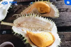 80块买了7个榴莲！快和我一起抓住榴莲季的小尾巴图片