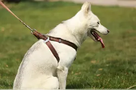 大型犬与小型犬究竟有什么不同？养哪种犬更好一些？图片