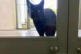 保安连续4年被猫骚扰，本以为是想求收养，了解意图后被可爱到了图片