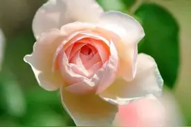 当婚姻到了好不下去，又离不了的阶段，不妨试着暂时分开一段时间图片