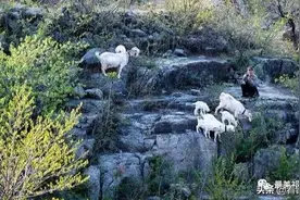 正骨之羊倌图片