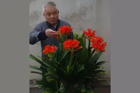 老大爷养君子兰，整整10年，仅靠4种窍门，从幼苗养成富贵花图片
