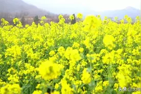 春色撩人、美不胜收！鹿泉区油菜花田盛开图片