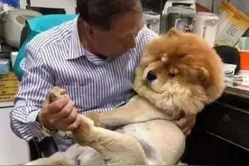 养松狮犬是种什么体验？虽说吃得多，却能拿命保护你图片