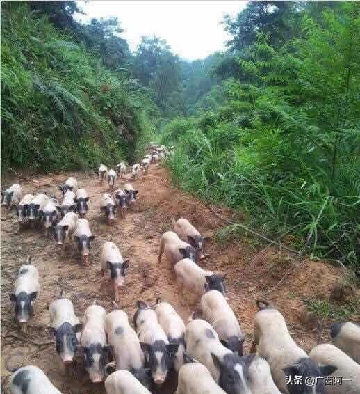 世界长寿之乡美食之：烤香猪