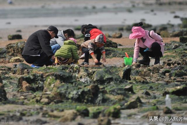 海星花胶的功效与作用及食用方法 2026年海星花胶的功效与作用及食用方