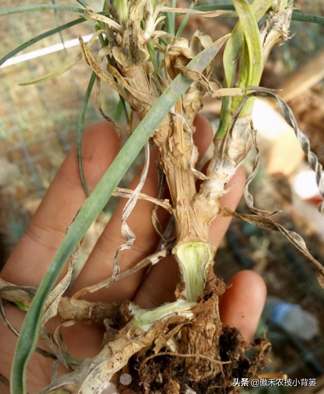 作物药物灌根防治病害效果差？学会这10个用药技巧效果能翻倍