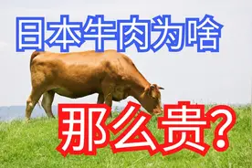 为啥日本的牛肉就卖得贵？“按摩喝啤酒”的和牛到底贵在哪？图片