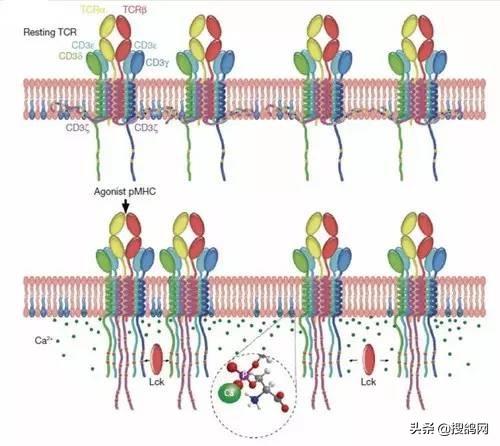 信鸽认路最新研究:生物指南针