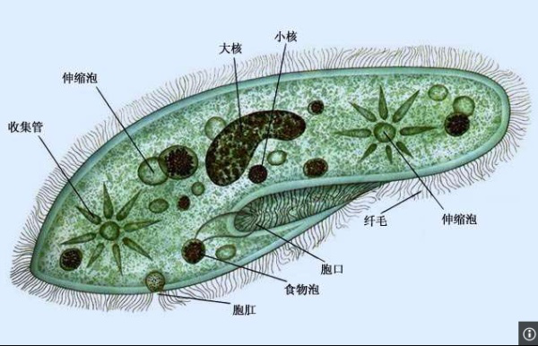 高中生物学习经验分享
