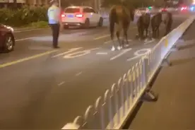 勤俭道上现走失马儿 红桥交警化身“牧马人”及时排险图片