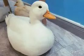 地球(蓝星)上最贵的宠物鸭子，成年柯尔鸭卖1万5图片