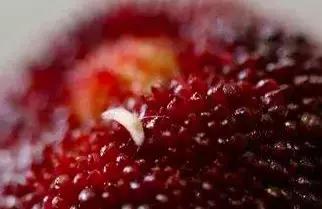 每颗杨梅都有虫子？万万没想到的杨梅小知识