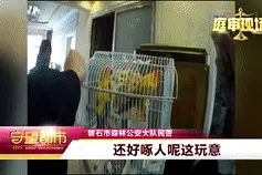网上买鹦鹉，女子被判刑图片