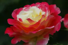 100种绿化带或路边常见的花草树木，图名并茂，看你认识几种？图片