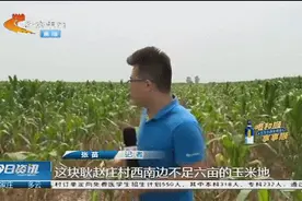 玉米被喷特毒农药面临绝产，村民报警后另一块地再遭殃图片