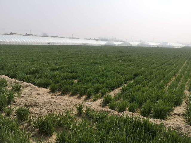 小麦高产管理技巧，农户做好一喷三防，产量有保证