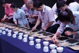 广西黑茶瑰宝“六堡茶” 热销 “茶船古道”复活图片