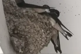 夜幕降临，燕子回巢图片