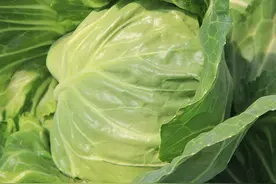 强推！农科院专家选育的优秀早春甘蓝种！结球紧，不抽苔！可越冬图片