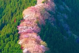 奈良吉野山千本樱·日本第一赏樱名所图片