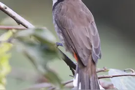 鸟中“C罗”来了！据说是西湖最酷的仔图片