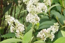 每日中药——密蒙花图片