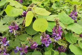 每日中药——葛根图片