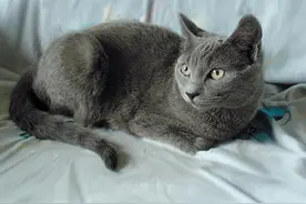 为什么说猫有九条命图片