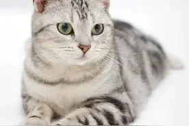 美国短毛猫爱好者必看：美短颜色居然多达40多种图片