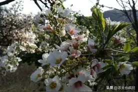 我国特有的树种，寿命可达数百年，种子可榨油，被称为“脑黄金”图片